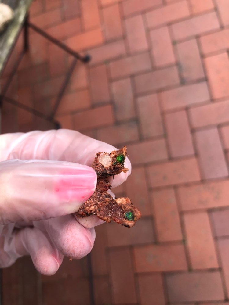 Giftköder-Möglicher Giftköder-Profilbild