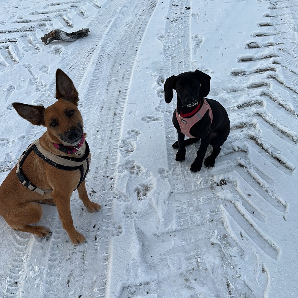 Hundetreffen-Gassi und Spielrunde in der Elsteraue-Profilbild