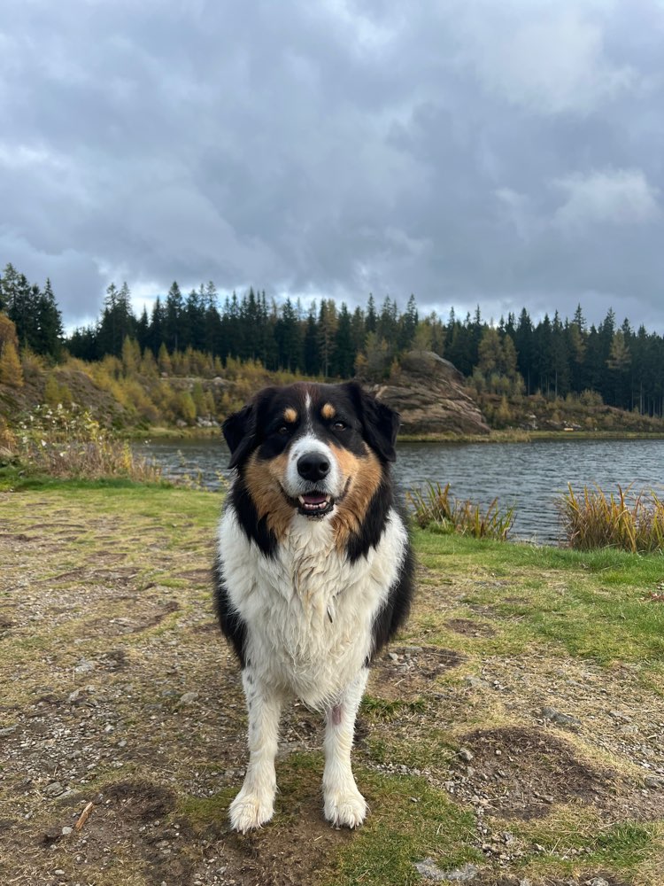 Hundetreffen-Spaziergang-Profilbild