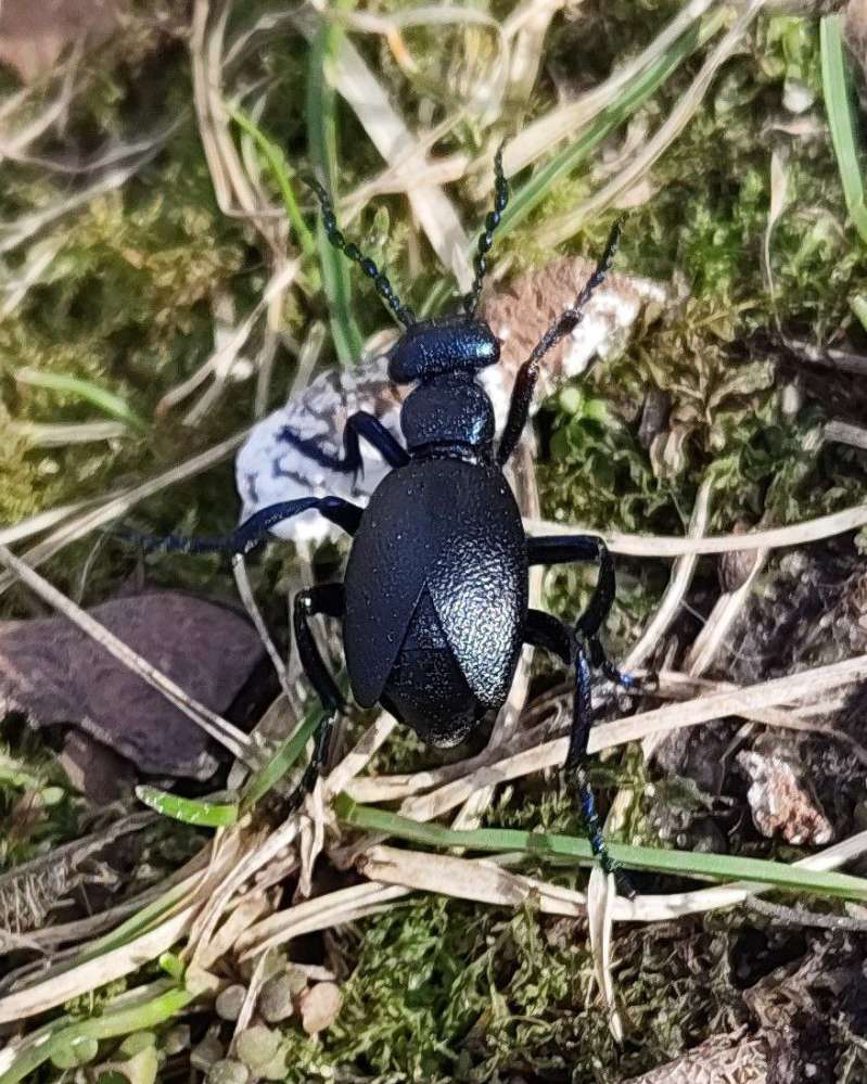 Giftköder-Ölkäfer-Profilbild