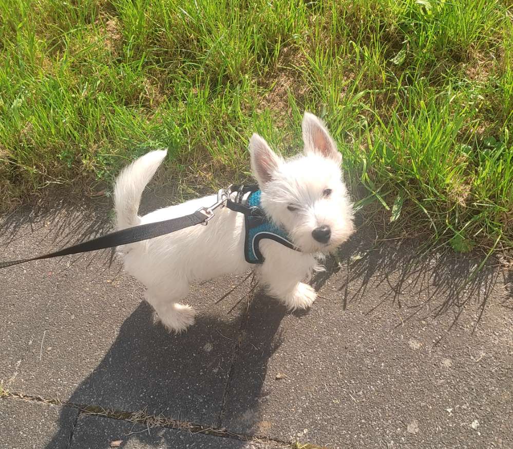 Hundetreffen-Welpentreffen in Neubrück und Umgebung-Profilbild