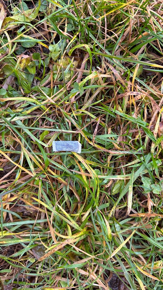 Giftköder-Giftköder-Profilbild