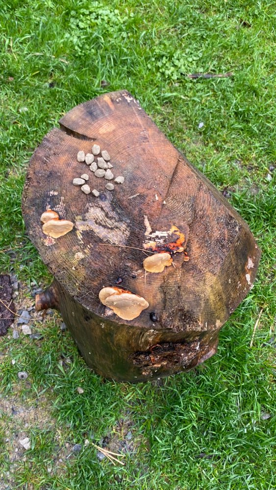 Giftköder-Futter / Fressen auf Baumstümpfen-Profilbild