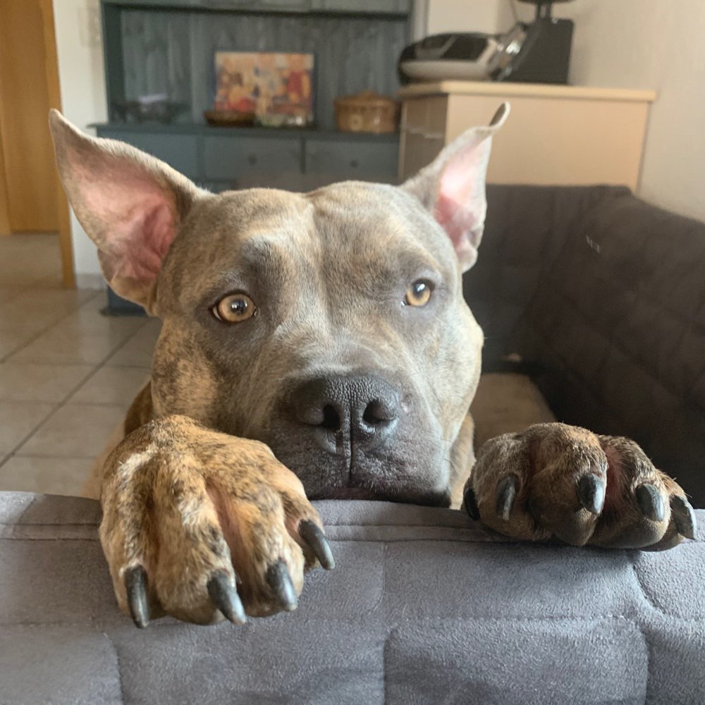 Hundetreffen-Verspielter kleiner Kraftprotz sucht einen ebenbürtigen Spielpartner-Profilbild