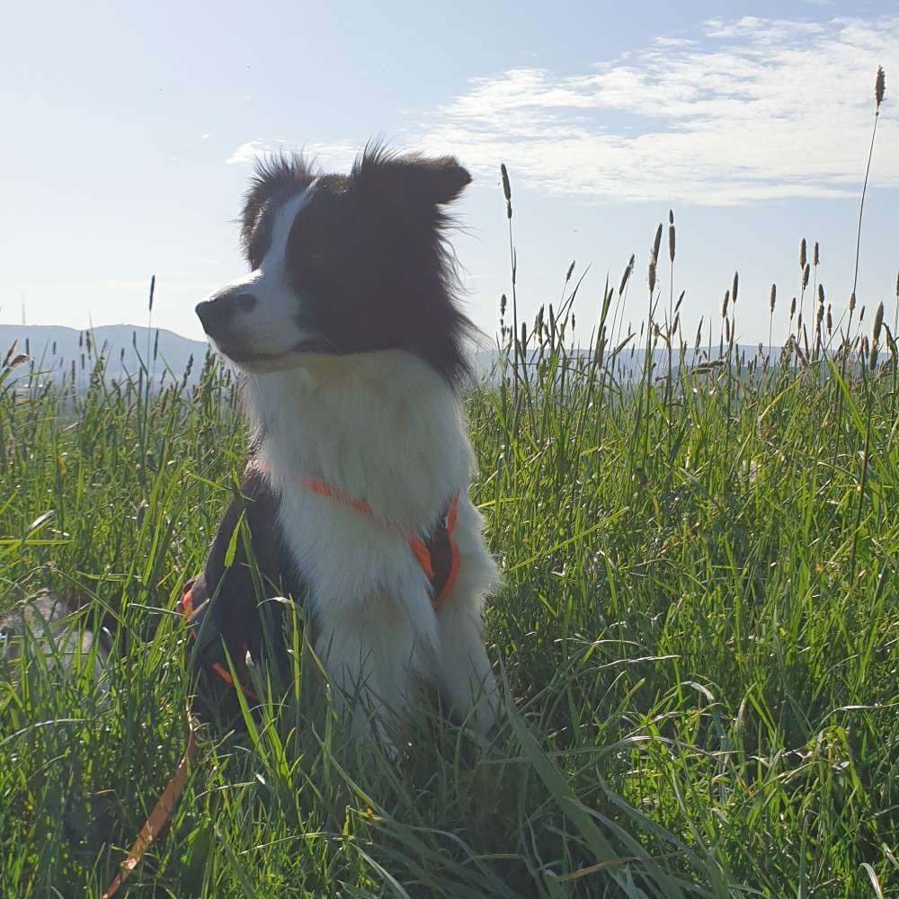 Hundetreffen-Regelmäßige Spaziergänge in Bautzen und Umgebung-Profilbild