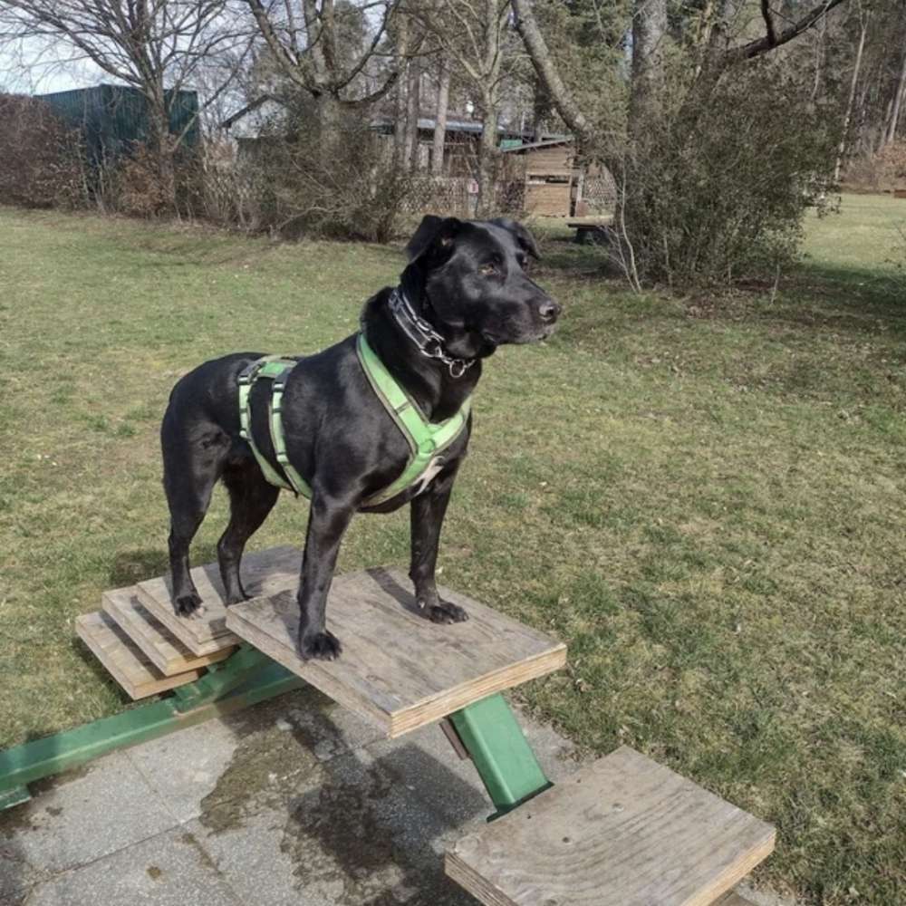 Hundetreffen-1. Hundetreffen bei Kreis Böblingen-Profilbild