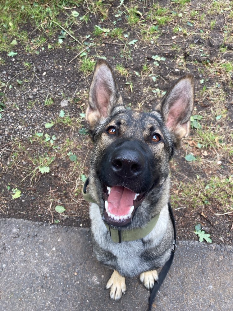 Hundetreffen-Spieltreff-Profilbild