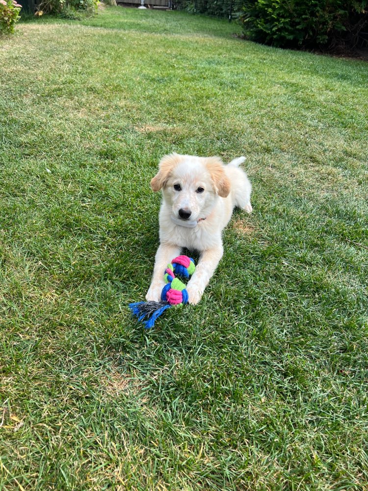 Hundetreffen-Welpentreffen zum Spielen-Profilbild