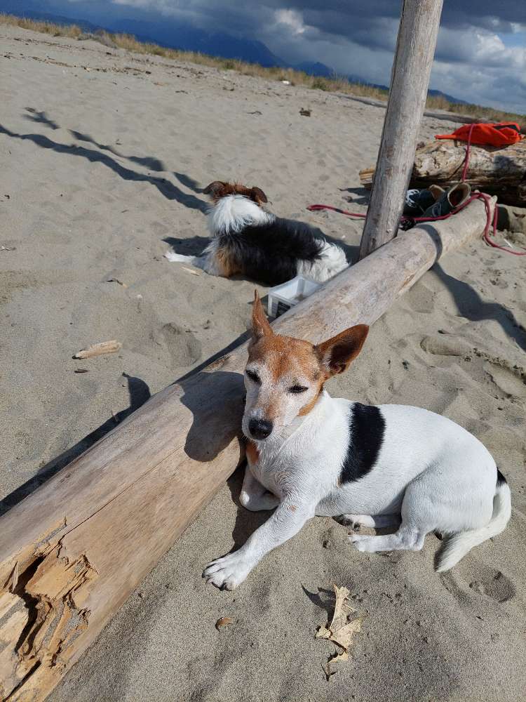 Hundetreffen-Gemeinsame Gassigänge-Profilbild