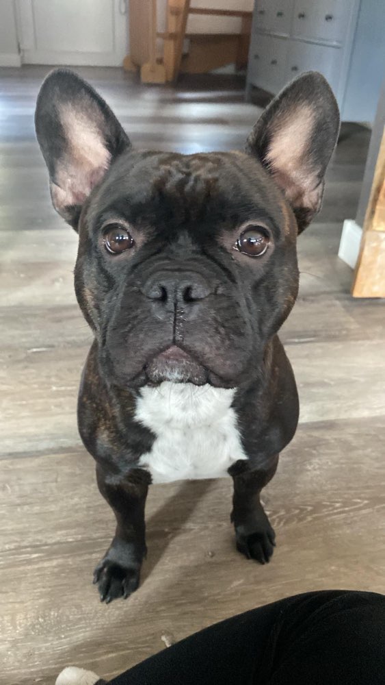 Hundetreffen-Frenchie trifft Frenchie-Profilbild