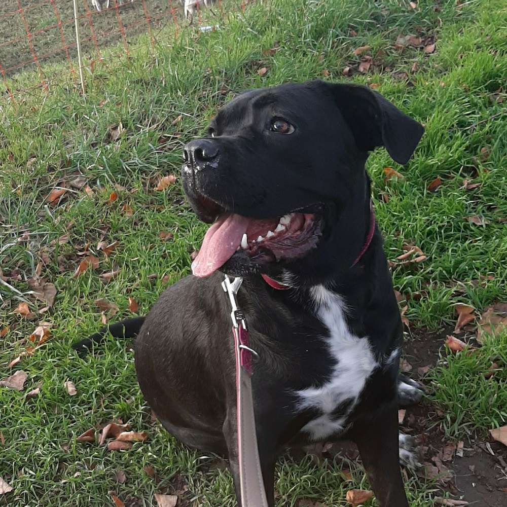 Hundetreffen-Gassi Runde in Köln pollerwiese-Profilbild