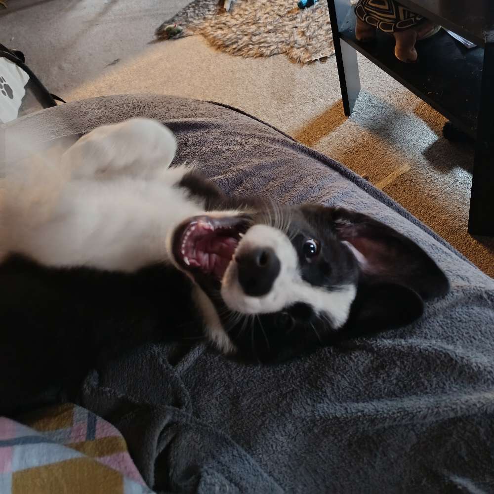 Hundetreffen-Spieltreffen, Gassi runden-Profilbild