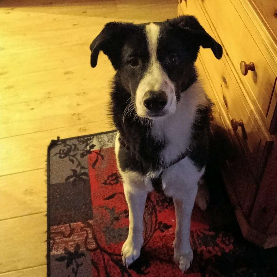 Hundetreffen-Spieltreffen, Gassi runden-Profilbild