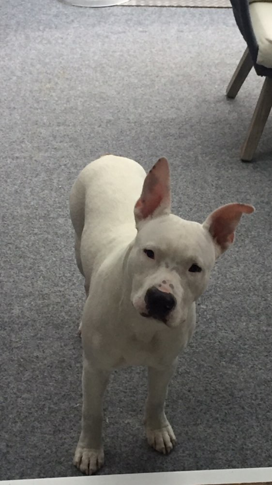 Hundetreffen-Hallo hätte jemand Lust und Zeit die Hunde spielen lassen bin mobil-Profilbild