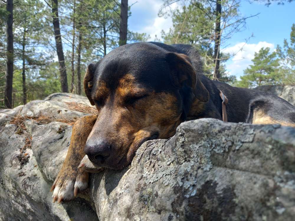 Hundetreffen-Ersthund Erfahrungsaustausch-Profilbild