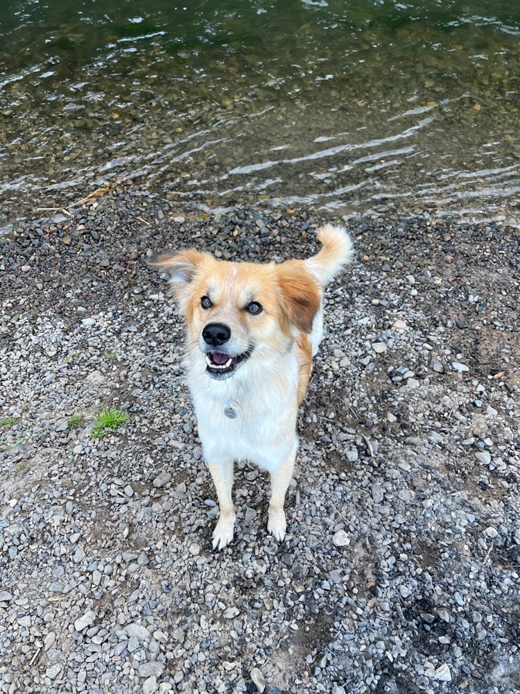 Hundetreffen-Braun-weiße Jagdhunde gesucht-Profilbild