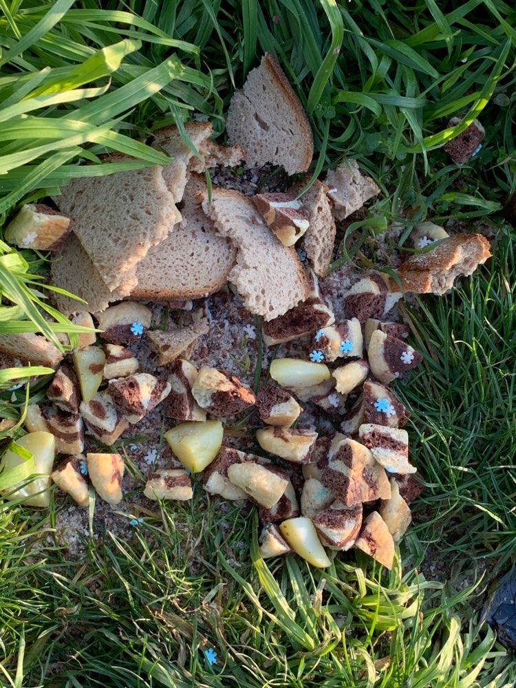 Giftköder-Essensreste-Profilbild