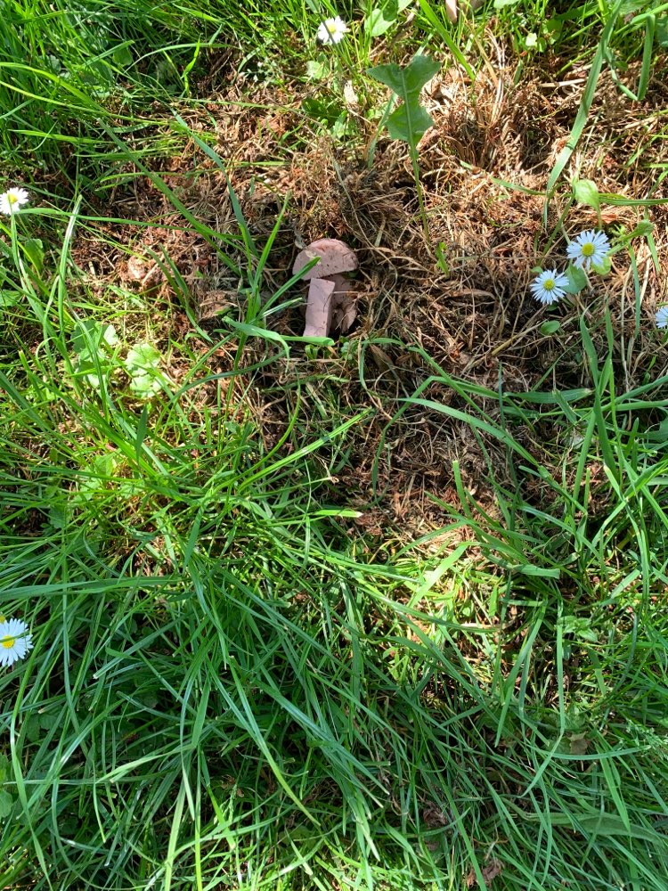 Giftköder-Fleischwurststücke-Profilbild