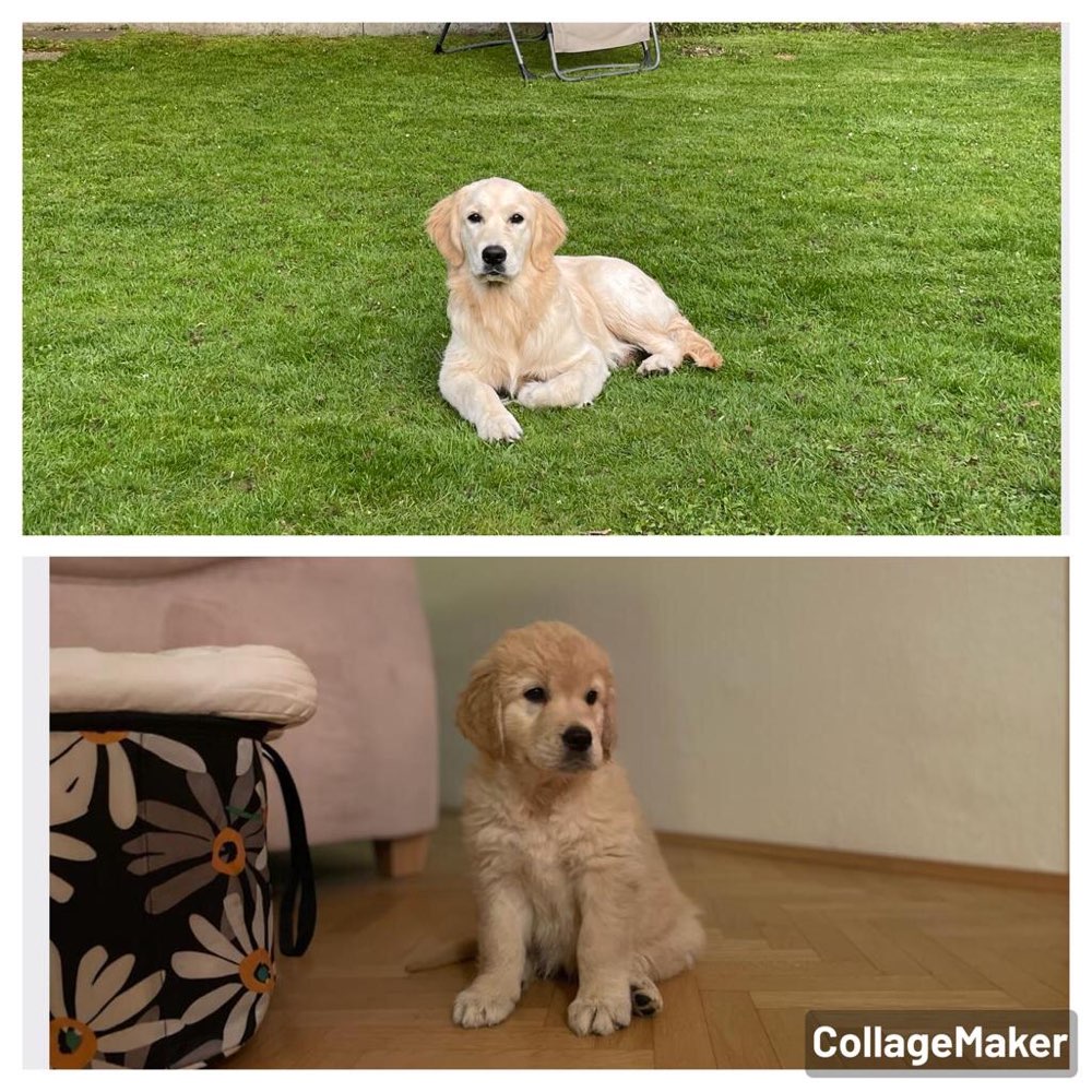 Hundetreffen-Gemeinsame Arbeitsrunde mit Sozialisierung-Profilbild