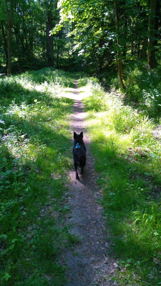 Hundetreffen-Gassirunde in Harleshausen-Profilbild
