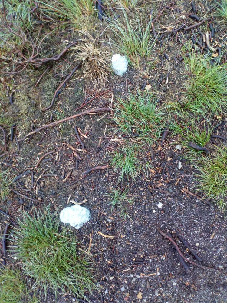 Giftköder-Eventuell Giftköder am Brunsberg-Profilbild