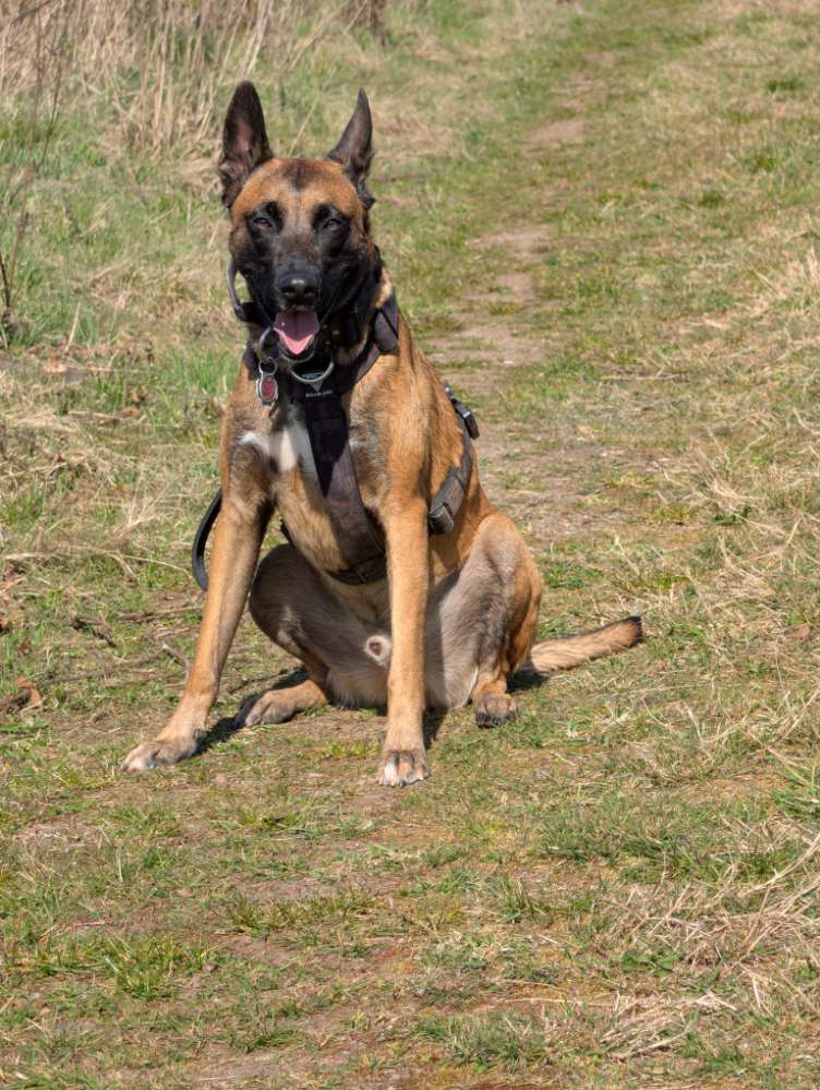 Hundetreffen-​🐾 Souveräne Sparringspartner für Malinois-Rüden Hondo gesucht!-Profilbild