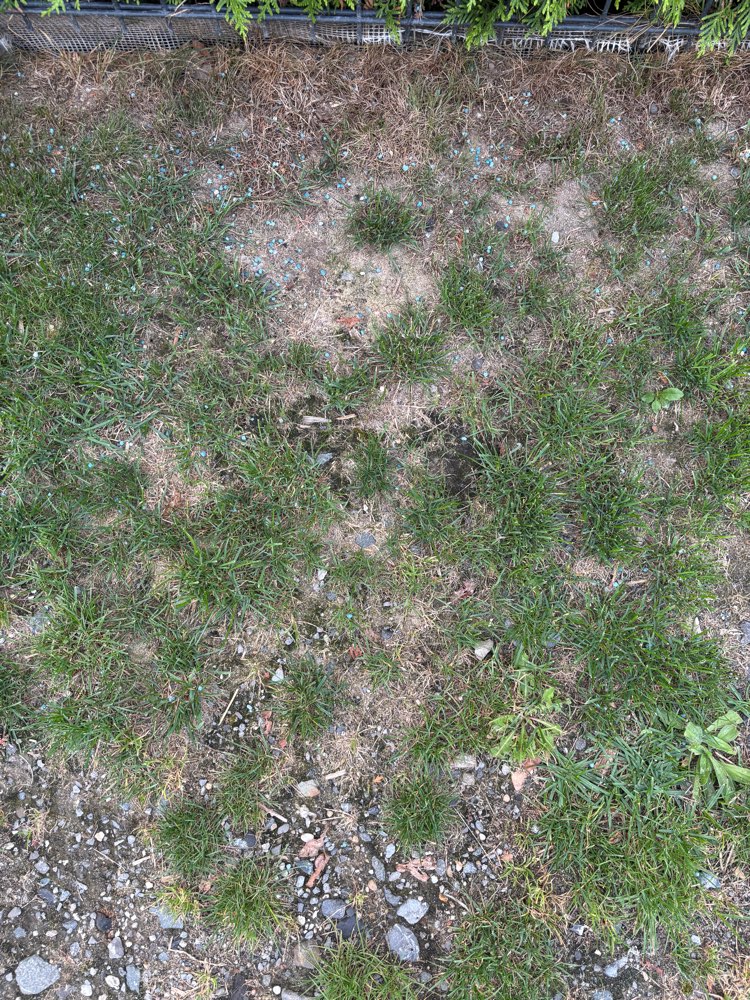 Giftköder-Kleine blaue Körner nahe Spielplatz-Profilbild