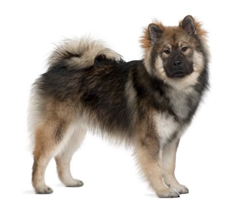 Giftköder-Bissiger Hund (wahrscheinlich Eurasier)-Profilbild