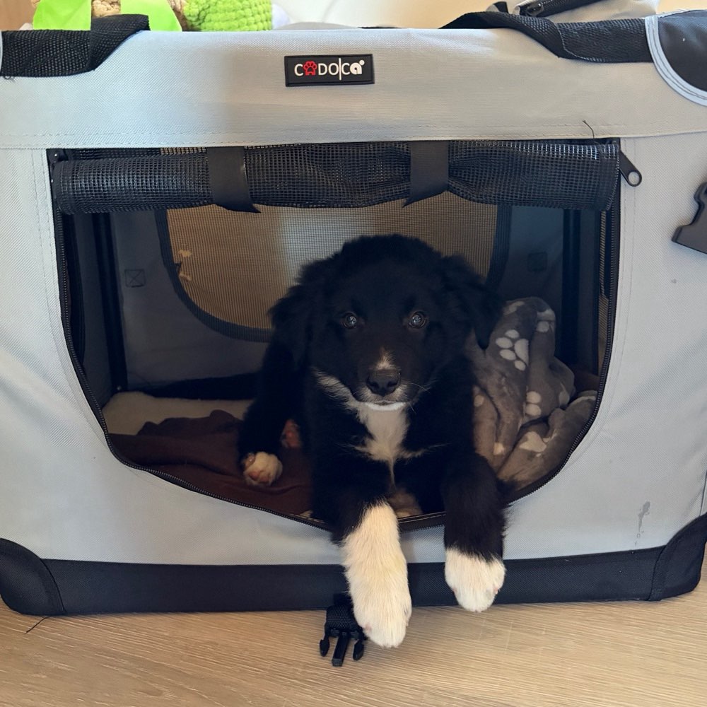Hundetreffen-Welpentreffen-Profilbild
