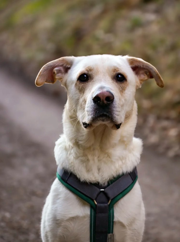 Hundetreffen-Hundetreffen (spielen, üben & quatschen)-Profilbild