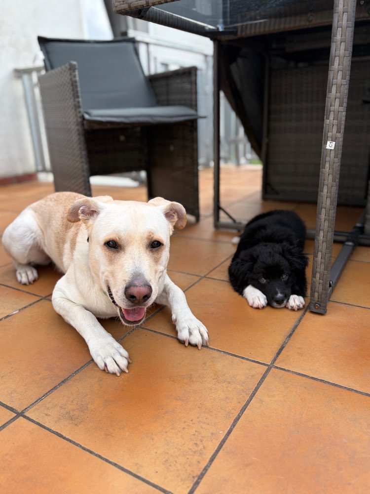 Hundetreffen-Spaziergänge korbach- Bad arolsen-Profilbild
