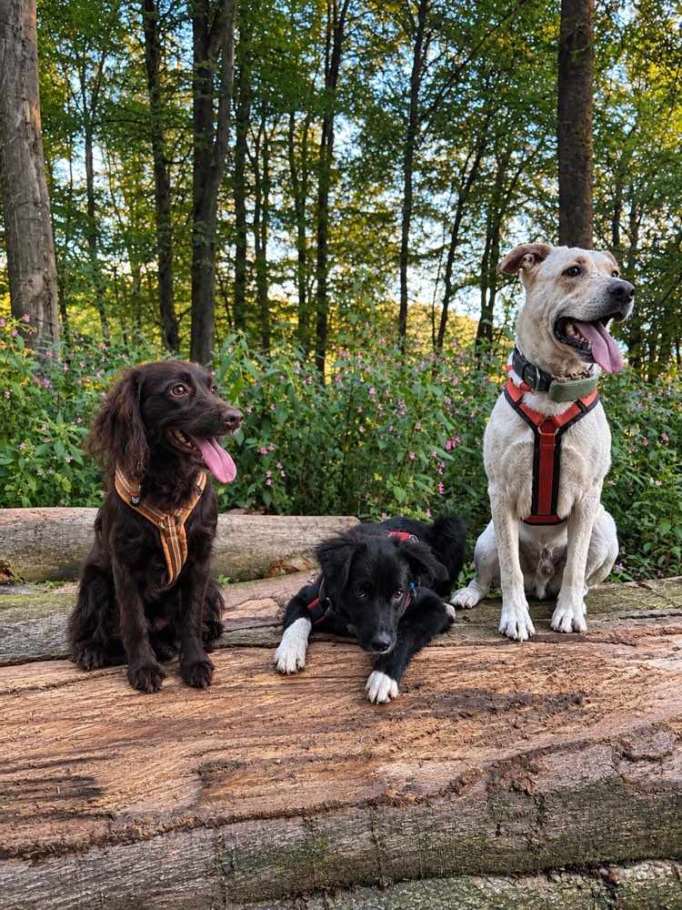 Hundetreffen-🐾 Hundefreunde gesucht! 🐶❤️-Profilbild