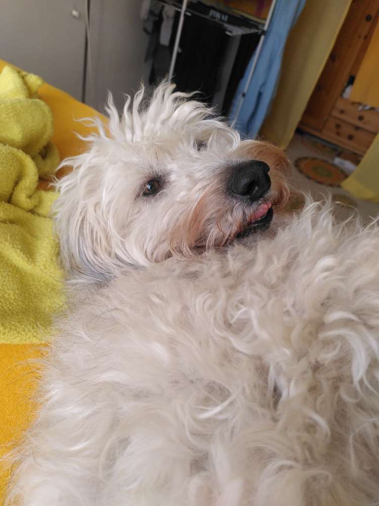 Hundetreffen-Begegnungstraining in und um Zehlendorf-Profilbild