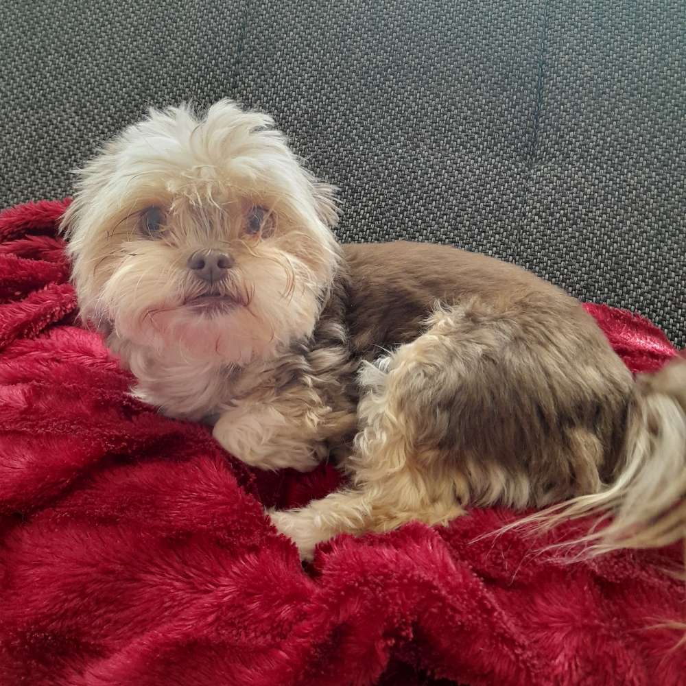 Hundetreffen-Kleine Hunde zum Spielen-Profilbild