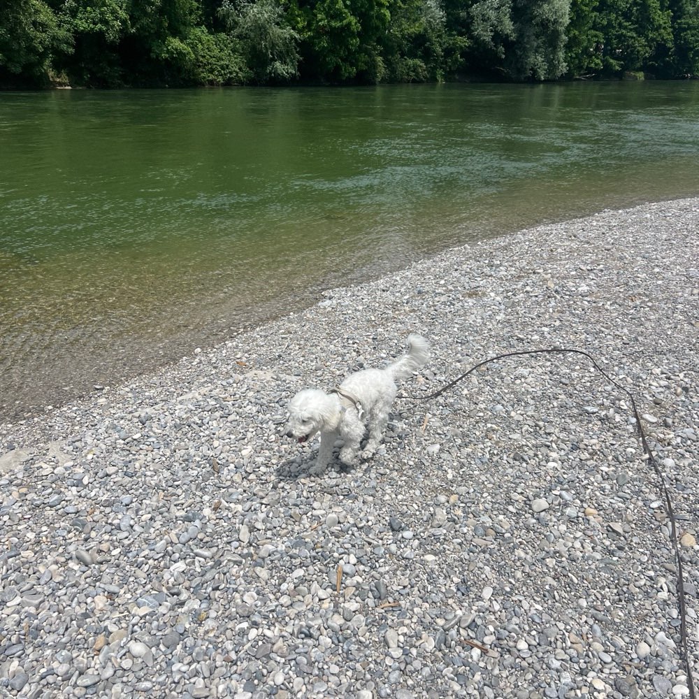 Hundetreffen-Spielen am Isar Ufer mit Enzo-Profilbild