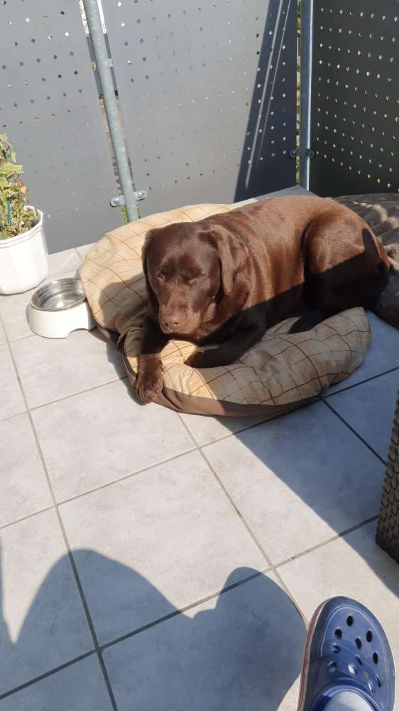 Hundetreffen-Gassi Treff-Profilbild