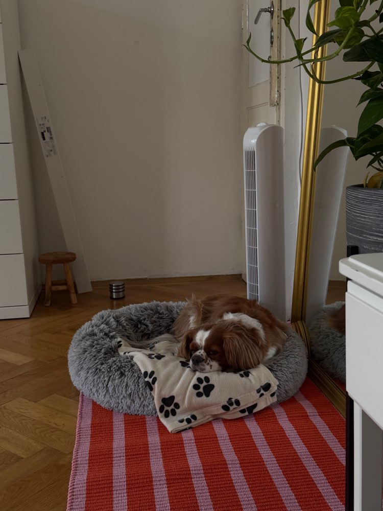 Hundetreffen-Playdate-Profilbild