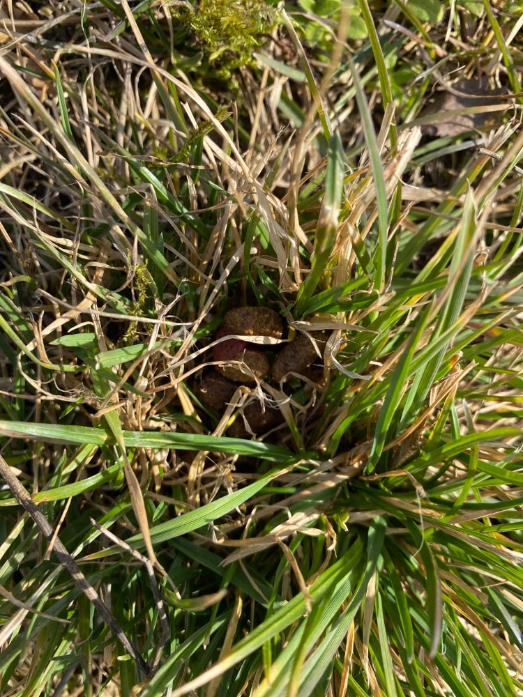 Giftköder-Giftköder zwischen Leckerlies-Profilbild