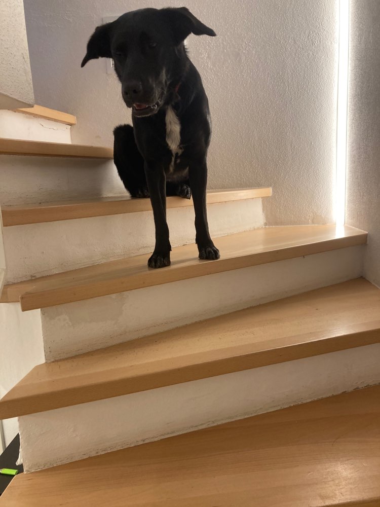 Hundetreffen-Hunde Freund gesucht-Profilbild