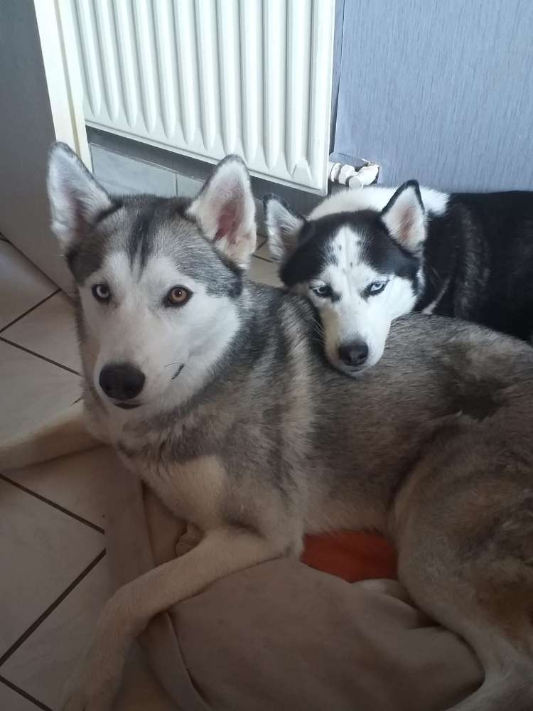 Hundetreffen-Spaziergang, spielen und toben-Profilbild