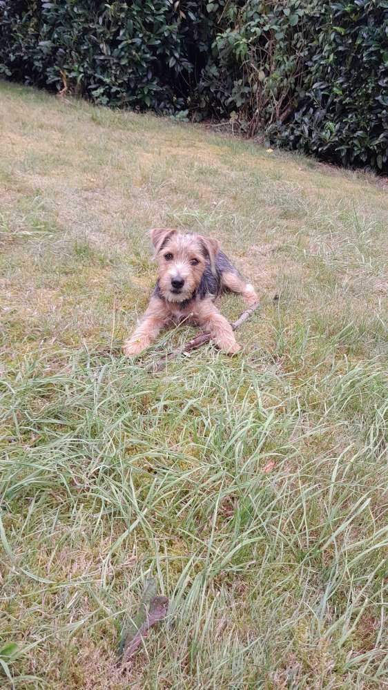 Hundetreffen-Elli, 5 Monate, 4 kg, sucht Spielkameraden-Profilbild