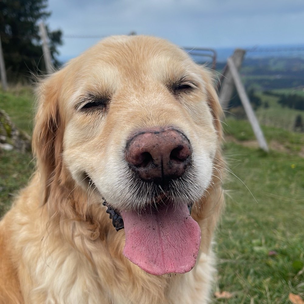 Hundetreffen-Wandern/ Spazieren im Allgäu-Profilbild