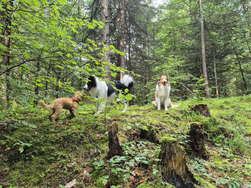 Hundetreffen-Hötting - Social Walk und Freilauf-Profilbild