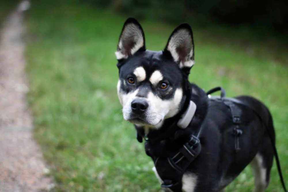 Hundetreffen-Spielrunde zum Austoben-Profilbild