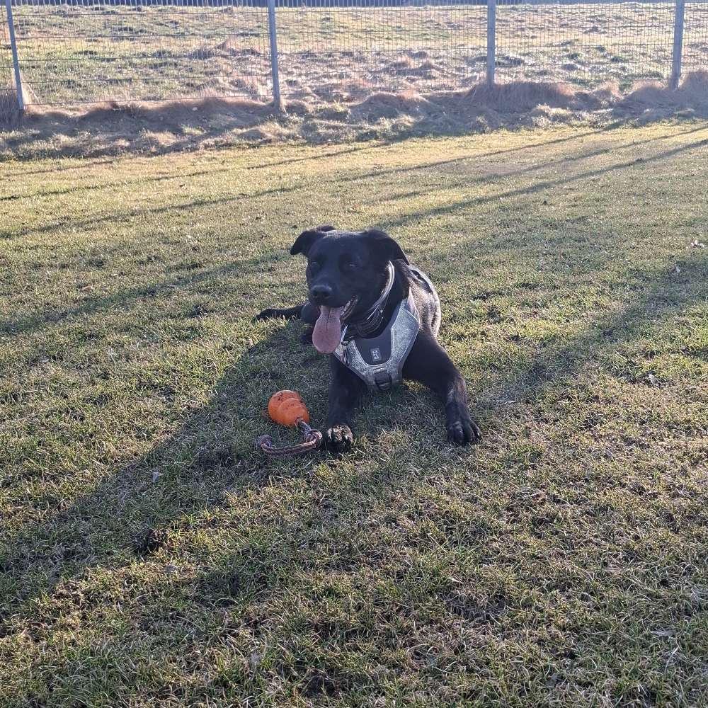 Hundetreffen-Hundefreunde treffen-Profilbild