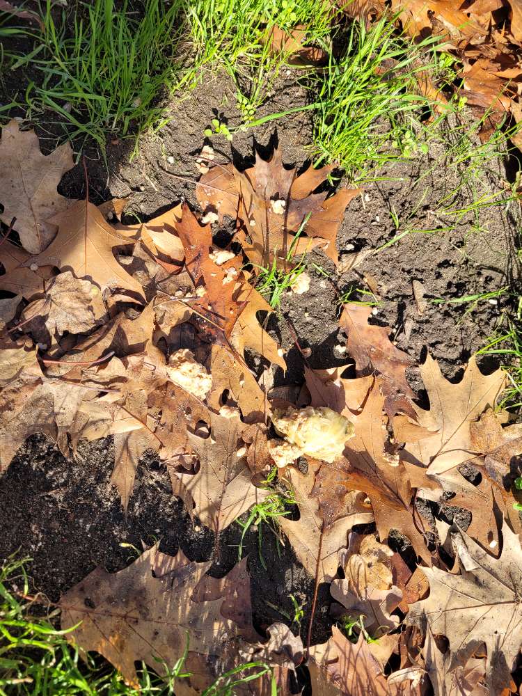 Giftköder-Evtl. Giftköder-Profilbild