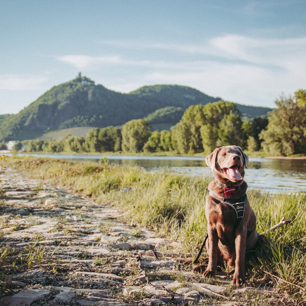 Hundetreffen-Play Date im Rhein-Sieg-Kreis-Profilbild