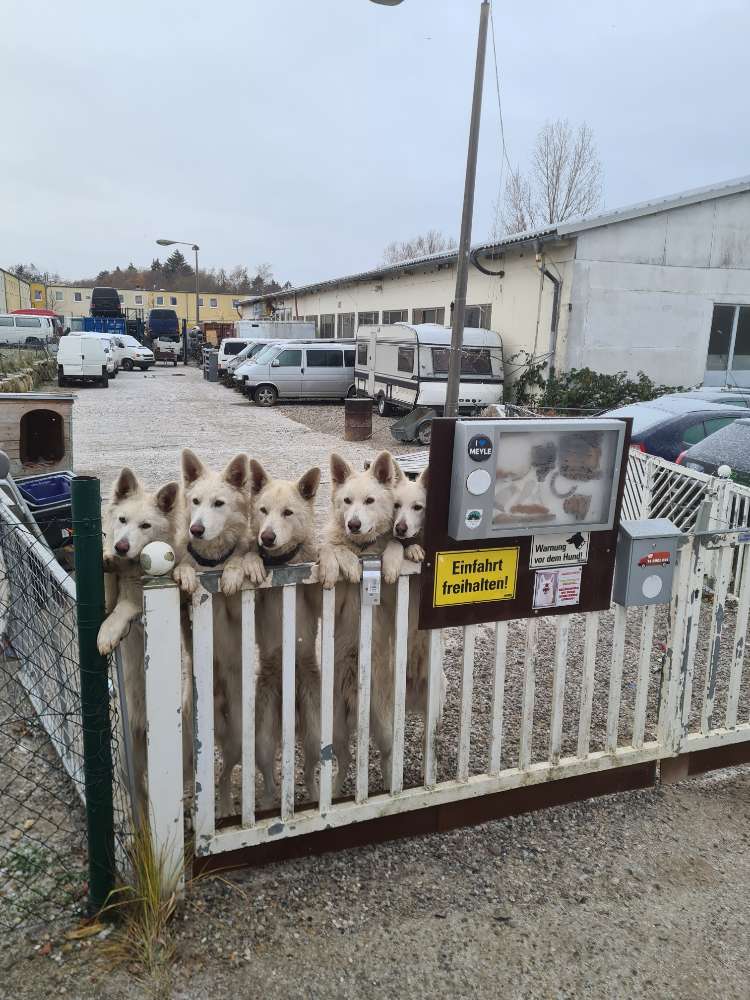 Giftköder-Giftköder Vergiftung-Profilbild