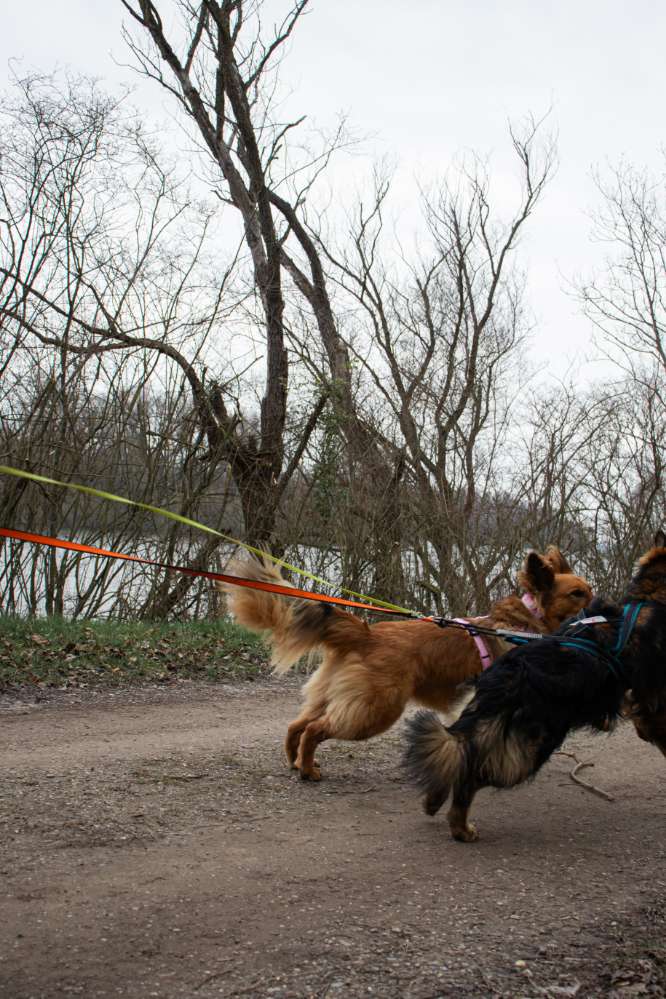 Hundetreffen-Canicross Gruppe gesucht-Profilbild