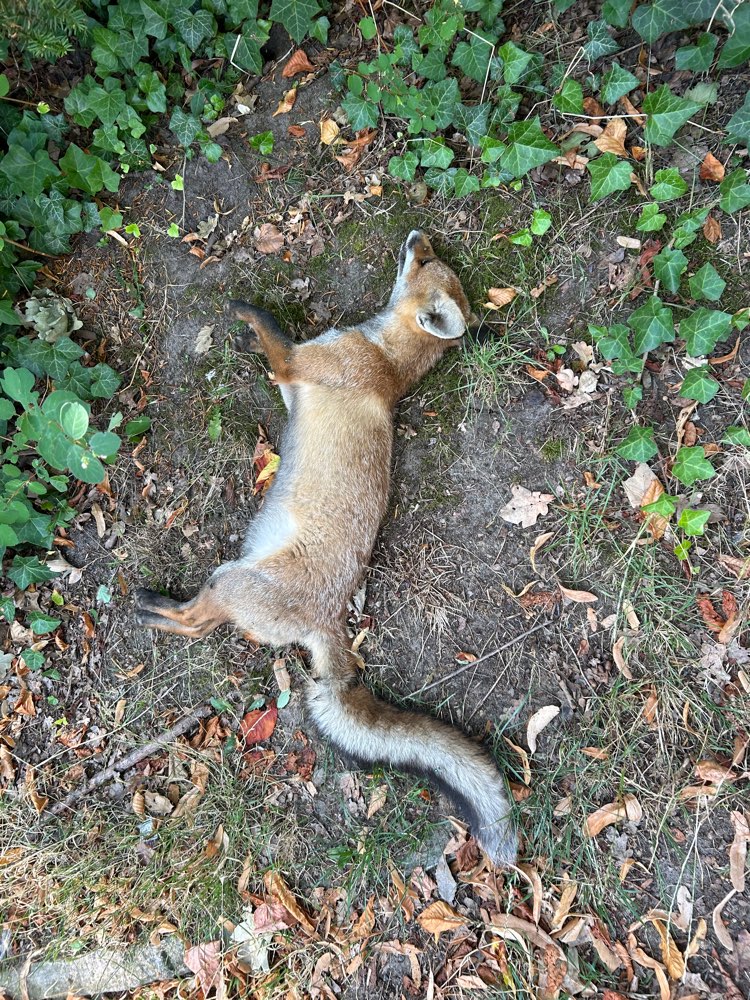 Giftköder-Toter Fuchs-Profilbild